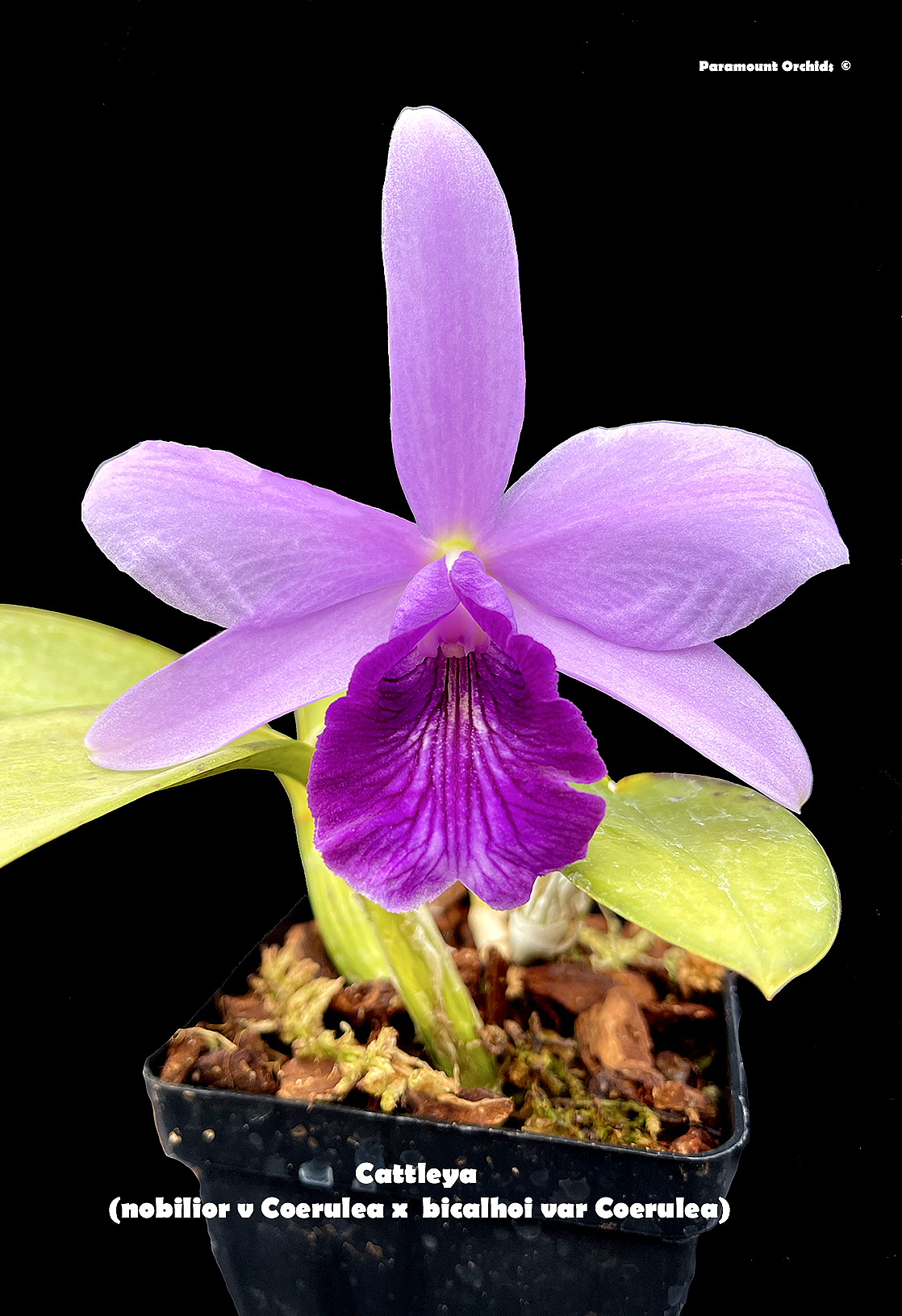 652〓希少Pouteria sp. 'Calice de Flor' アビウ 652〓希少Pouteria sp. 'Calice de Flor' アビウ